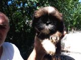 Secereli Shih Tzu  Yavrular
