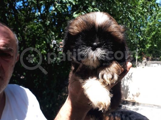 Secereli Shih Tzu  Yavrular görsel