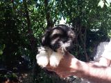 Secereli Shih Tzu  Yavrular
