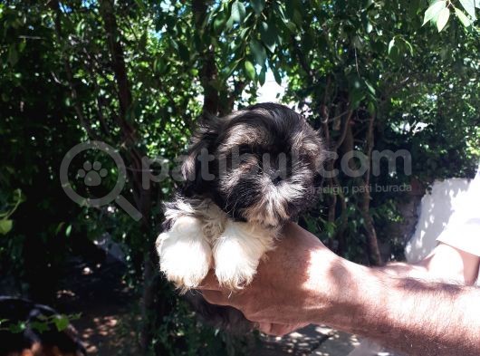 Secereli Shih Tzu  Yavrular görsel