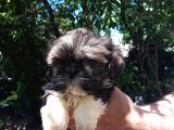 Secereli Shih Tzu  Yavrular