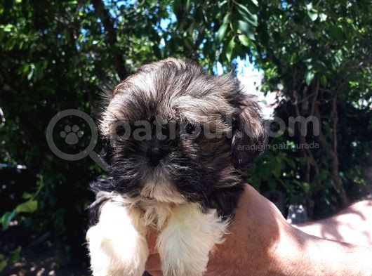 Secereli Shih Tzu  Yavrular görsel