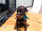 Secereli Doberman Yavruları