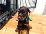 Secereli Doberman Yavruları