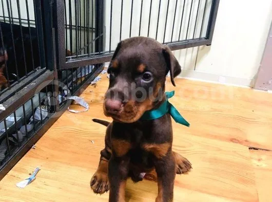 Secereli Doberman Yavruları