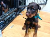 Secereli Doberman Yavruları