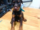 Secereli Doberman Yavruları