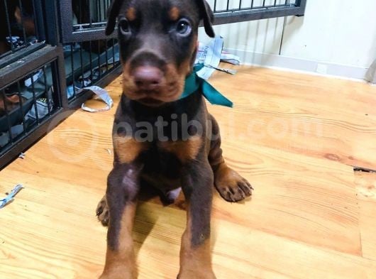 Secereli Doberman Yavruları görsel