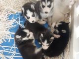 Orjinal Sibirya Kurdu(Husky) Bebekleri