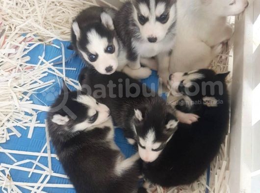 Orjinal Sibirya Kurdu(Husky) Bebekleri görsel