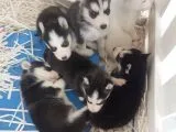 Orjinal Sibirya Kurdu(Husky) Bebekleri