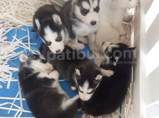 Orjinal Sibirya Kurdu(Husky) Bebekleri görsel