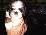 Secereli Shih Tzu  Yavrular