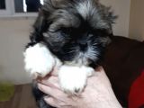 Secereli Shih Tzu  Yavrular