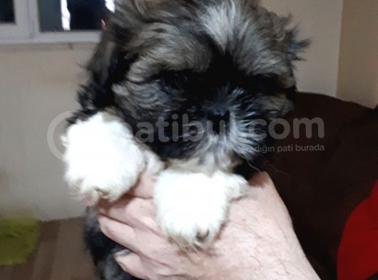 Secereli Shih Tzu  Yavrular görsel