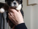 Secereli Shih Tzu  Yavrular