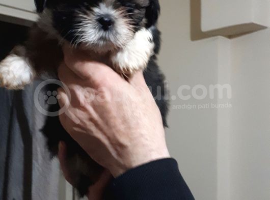 Secereli Shih Tzu  Yavrular görsel