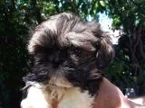 Secereli Shih Tzu  Yavrular