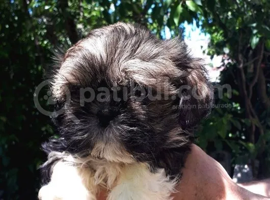 Secereli Shih Tzu  Yavrular