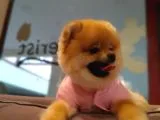 Orijinal Pomeranian Boo