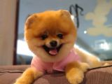 Orijinal Pomeranian Boo