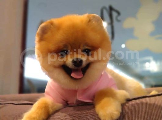 Orijinal Pomeranian Boo görsel