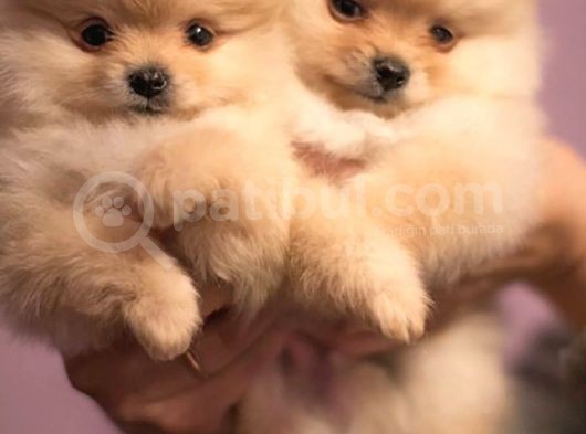 Ayıcık Surat Pomeranian Yavruları görsel