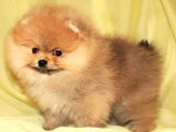 Ayıcık Surat Pomeranian Yavruları