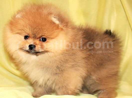 Ayıcık Surat Pomeranian Yavruları görsel