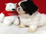 Orjinal Shih Tzu Erkek Yavru