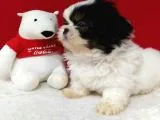 Orjinal Shih Tzu Erkek Yavru