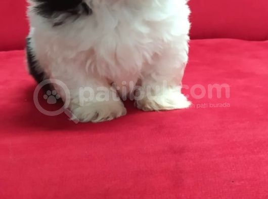 Orjinal Shih Tzu Erkek Yavru görsel