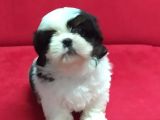 Orjinal Shih Tzu Erkek Yavru
