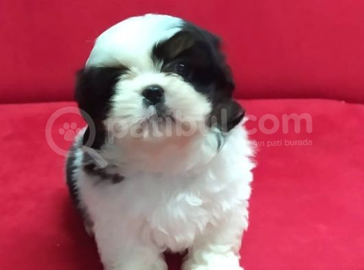 Orjinal Shih Tzu Erkek Yavru görsel