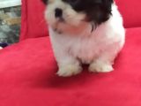 Orjinal Shih Tzu Erkek Yavru