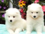 Kar Beyaz Samoyed Yavrularımız