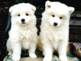 Kar Beyaz Samoyed Yavrularımız