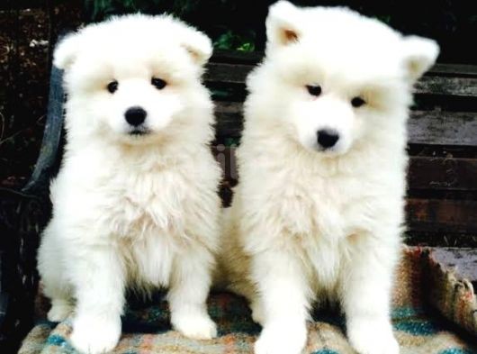 Kar Beyaz Samoyed Yavrularımız görsel