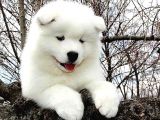Kar Beyaz Samoyed Yavrularımız
