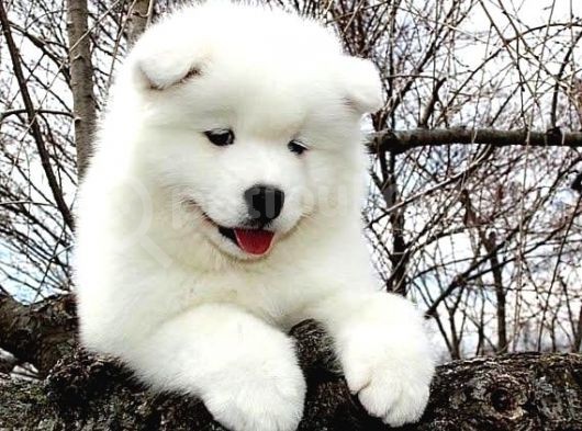 Kar Beyaz Samoyed Yavrularımız görsel