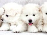 Kar Beyaz Samoyed Yavrularımız