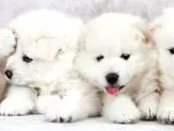 Kar Beyaz Samoyed Yavrularımız