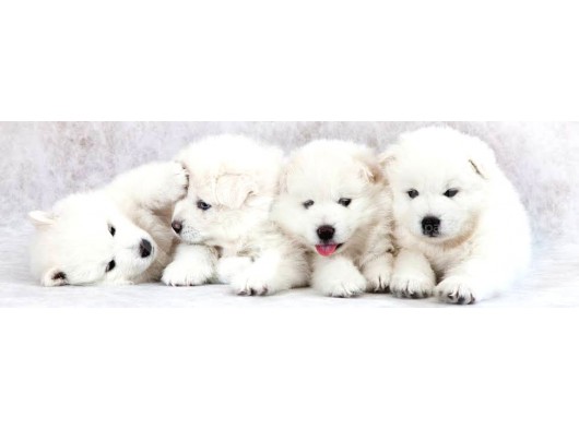 Kar Beyaz Samoyed Yavrularımız görsel