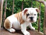 Show Kalite İngiliz Bulldog Yavrularımız