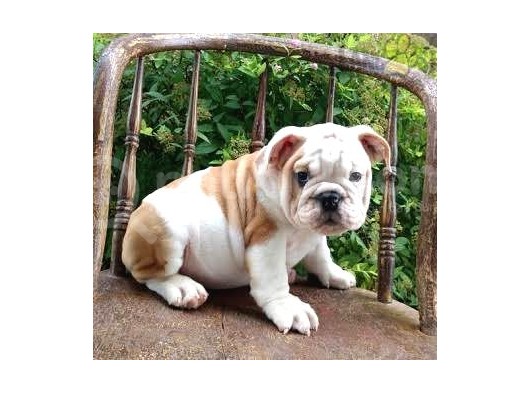 Show Kalite İngiliz Bulldog Yavrularımız görsel