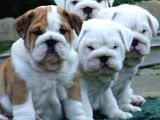 Show Kalite İngiliz Bulldog Yavrularımız