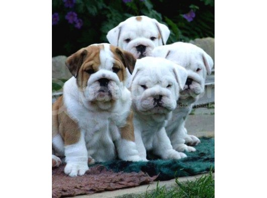 Show Kalite İngiliz Bulldog Yavrularımız görsel