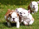 Show Kalite İngiliz Bulldog Yavrularımız