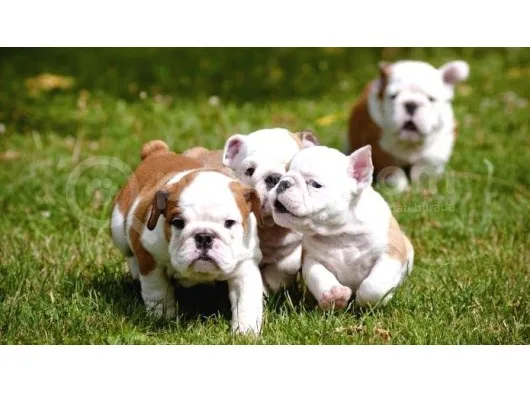 Show Kalite İngiliz Bulldog Yavrularımız