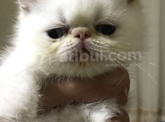 Egzotik Shorthair Redpoint Dişi Ve Erkek 2 Aylık görsel